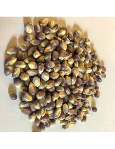 30 Corn Popcorn ''Morado''... 2