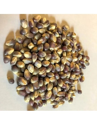 30 Corn Popcorn ''Morado'' unique seeds in...
