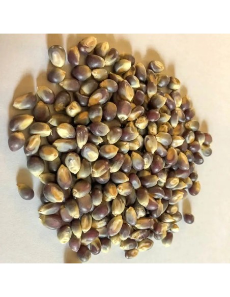 30 Corn Popcorn ''Morado'' unique seeds in Mexico for planting.
