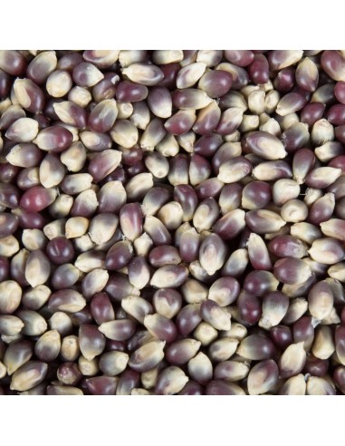 30 Corn Popcorn ''Morado'' unique seeds in...