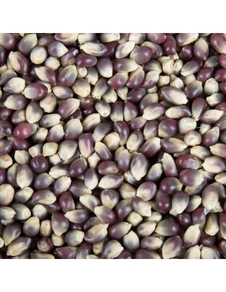 30 Corn Popcorn ''Morado'' unique seeds in Mexico for planting.