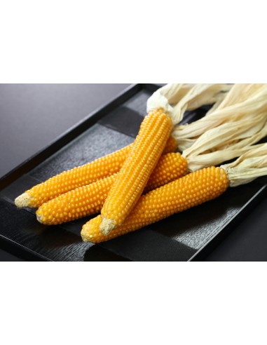 80 Maiz Palomero ''Amarillo'' semilla de Maiz criollo varias razas disponibles