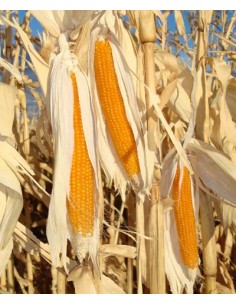 80 Corn popcorn ''Yellow''... 2