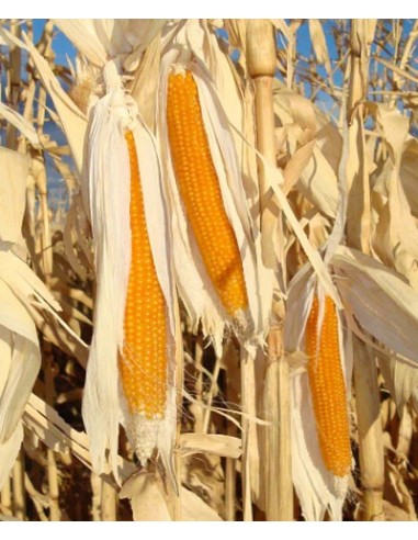 80 Corn popcorn ''Yellow'' seed of Maiz criollo...