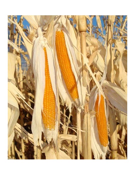 80 Corn popcorn ''Yellow'' seed of Maiz criollo several breeds available