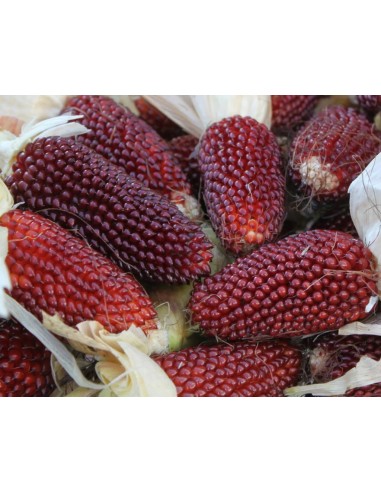 30 ''Strawberry'' Corn Seeds Palomero Strawberry corn - Unic Heirloom rarities