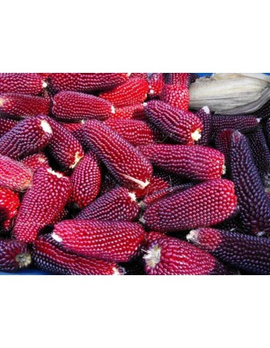 30 ''Strawberry'' Corn Seeds Palomero...
