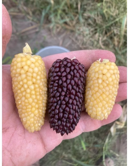 30 ''Strawberry'' Corn Seeds Palomero Strawberry corn - Unic Heirloom rarities