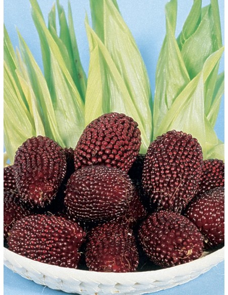 30 ''Strawberry'' Corn Seeds Palomero Strawberry corn - Unic Heirloom rarities