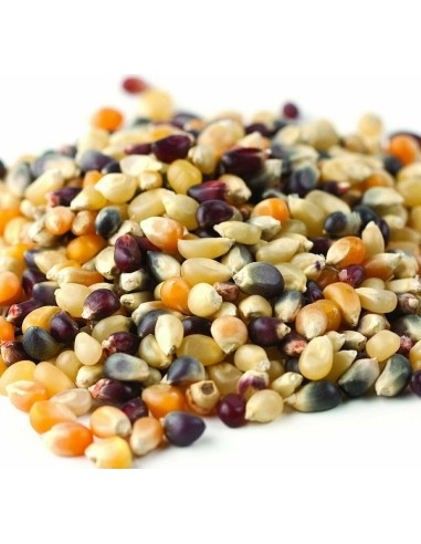 100 Semillas de Maiz palomero ''Multicolor'' Mexican criole corn seeds - Rare