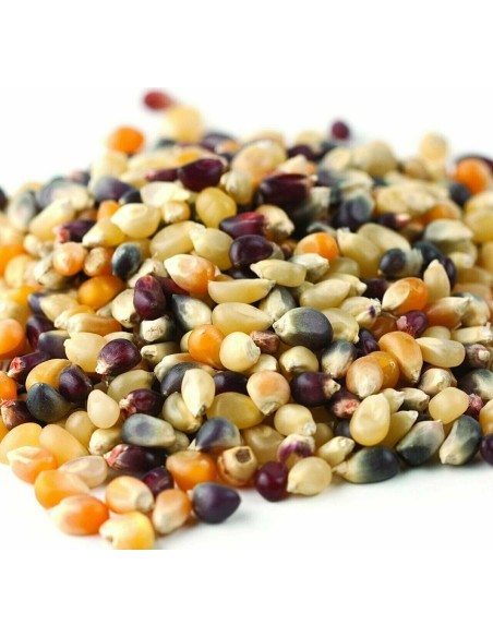 100 Semillas de Maiz palomero ''Multicolor'' Mexican criole corn seeds - Rare