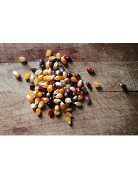 100 Semillas de Maiz palomero ''Multicolor'' Mexican criole corn seeds - Rare