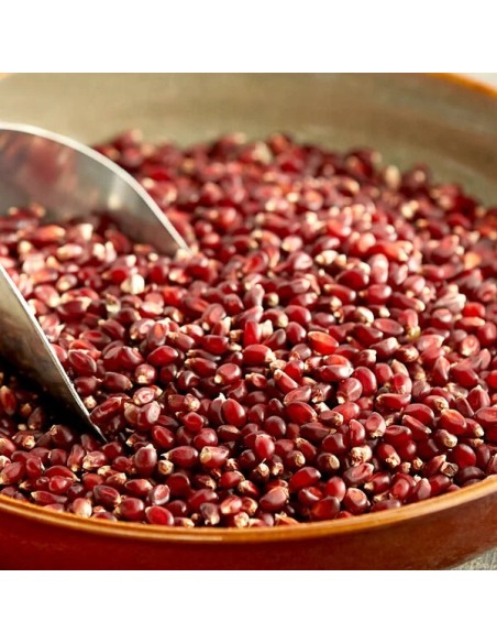 200 Seeds of Popcorn ''Rojo'' - Popping corn - Maiz reventador