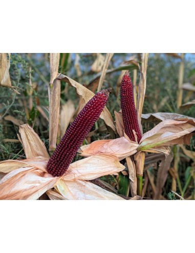 200 Seeds of Popcorn ''Rojo'' - Popping corn -...