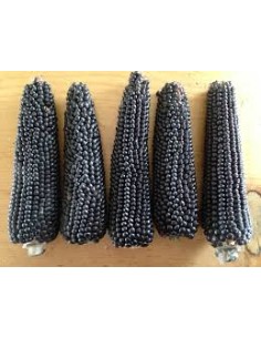 200 Blue or black popcorn...