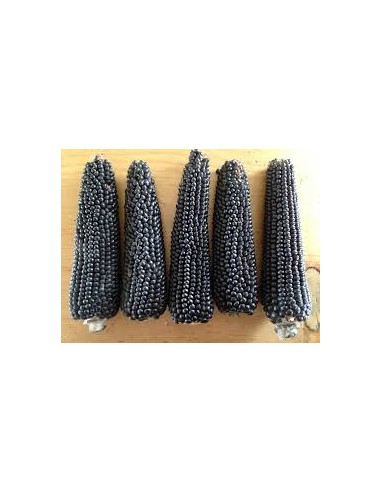 200 Semillas de Maiz palomero azul o negro - Zea mays - Banco de semilla de Maiz en Mexico - Banco de semillas online
