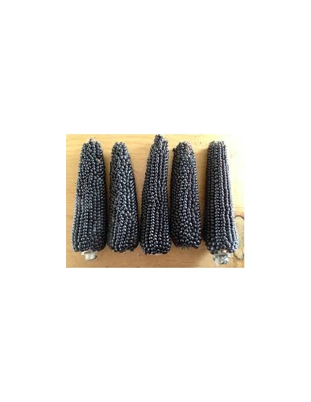 200 Blue or black popcorn seeds (Criollo del centro)