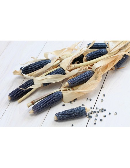 200 Blue or black popcorn seeds (Criollo del centro)