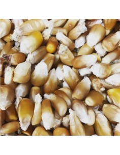 20 Maize ''Canela''...