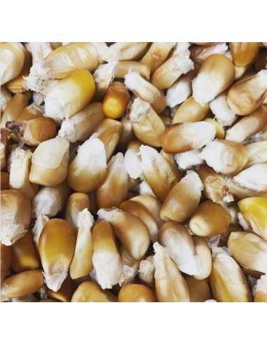 20 Maize ''Canela'' Tlaxcala corn - Corn originary - The earth of corn