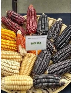 30 Corn ''Watanabe'' Bolita... 2