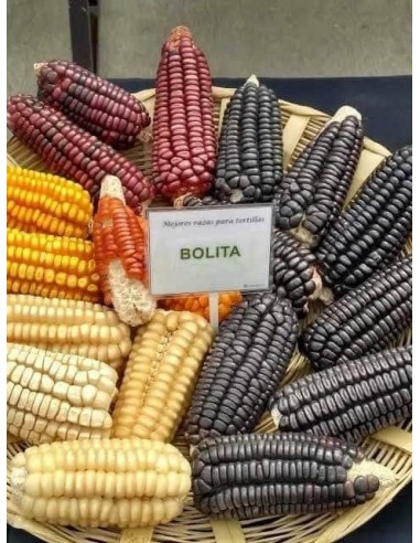 30 Corn ''Watanabe'' Bolita pink ''rosita''...