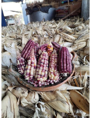 30 Corn ''Watanabe'' Bolita pink ''rosita''...