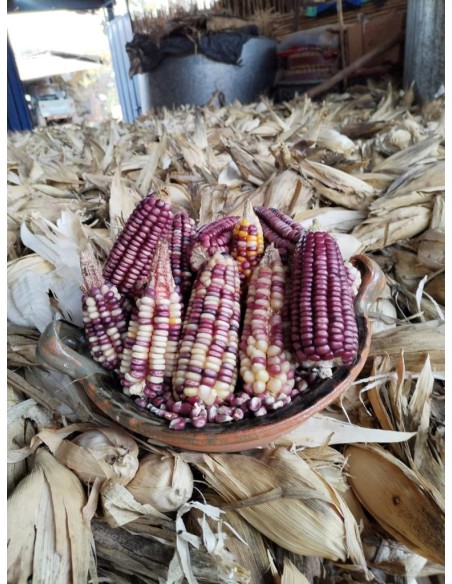30 Corn ''Watanabe'' Bolita pink ''rosita'' corn Extinct Oaxaca - Creole corn of dry climate and low in nitrogen.