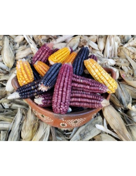 30 Corn ''Watanabe'' Bolita pink ''rosita'' corn Extinct Oaxaca - Creole corn of dry climate and low in nitrogen.