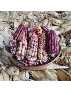 30 Corn ''Watanabe'' Bolita...