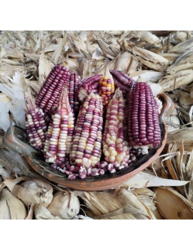 Maiz belatove oaxaca rosa venta en mexico.
