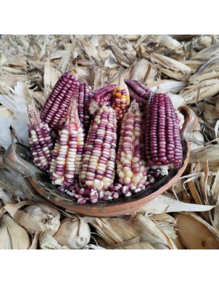 30 Corn ''Watanabe'' Bolita pink ''rosita'' corn Extinct Oaxaca - Creole corn of dry climate and low in nitrogen.