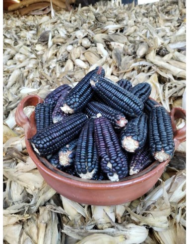 30 Maiz Bolita Oaxaca ''negrito'' Criollo y raro - Maiz Watanabe de colores raros