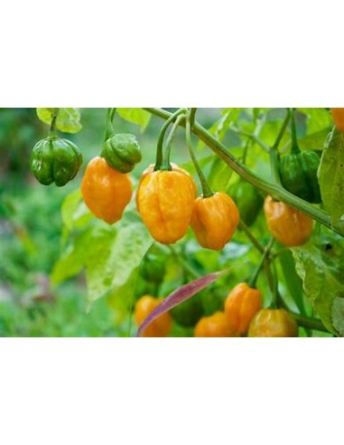 1 Planta de Chile ''Habanero orange'' Venta de plantas de chile habanero por internet