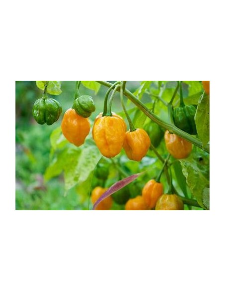copy of Scotch bonnet live plant - Capsicum chinense - PEPPER PLANTS LIVE FOR SALE IN MEXICO ORDER NOW