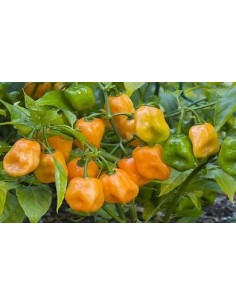 1 Planta de Chile... 2