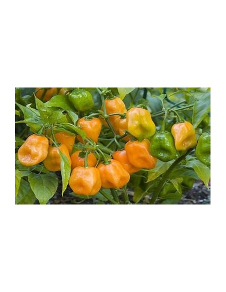 1 Planta de Chile ''Habanero orange'' Venta de plantas de chile habanero por internet