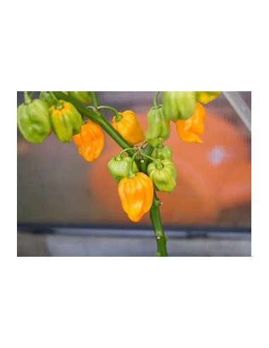 copy of Scotch bonnet live plant - Capsicum...