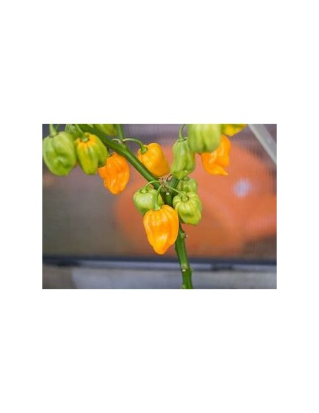 1 Planta de Chile ''Habanero orange'' Venta de plantas de chile habanero por internet
