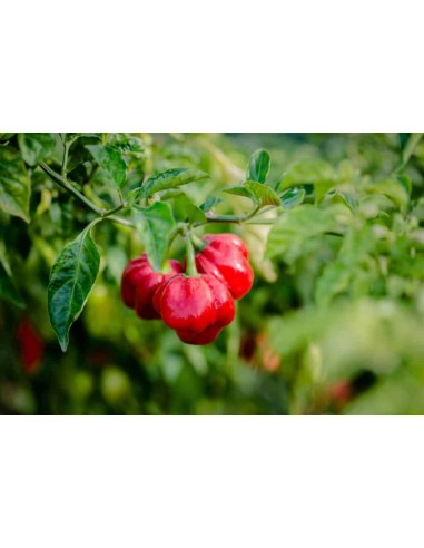 1 Planta viva de Chile ''Scotch bonnet'' rojo Capsicum chinense  - Chiles raros en Mexico