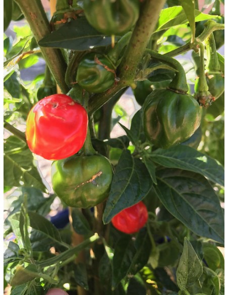 Scotch bonnet live plant - Capsicum chinense - PEPPER PLANTS LIVE FOR SALE IN MEXICO ORDER NOW