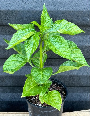 Scotch bonnet live plant - Capsicum chinense -...