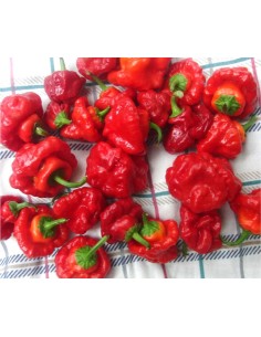 Scotch bonnet live plant -... 2
