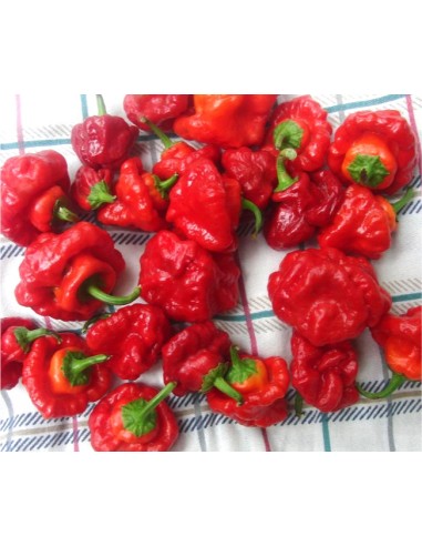 Scotch bonnet live plant - Capsicum chinense -...