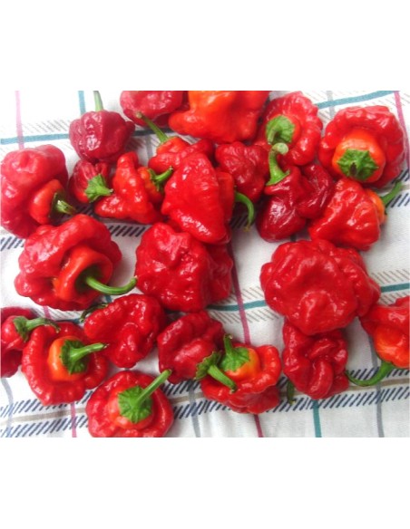 Scotch bonnet live plant - Capsicum chinense - PEPPER PLANTS LIVE FOR SALE IN MEXICO ORDER NOW