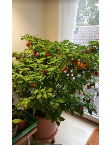 Chili ''Carolina reaper'' 20 Real seeds -...