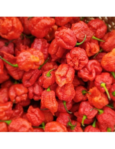 Chili ''Carolina reaper'' 20 Real seeds -...