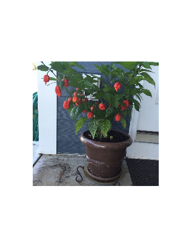 20 Semillas de Chile Carolina reaper rojo -...
