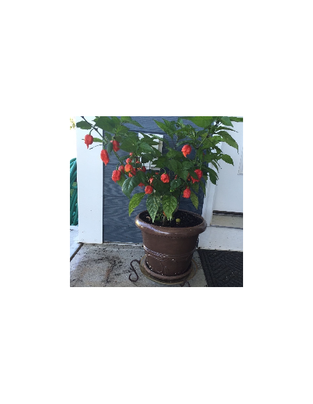 20 Semillas de Chile Carolina reaper rojo - Venta de semillas en Mexico - Comprar ahora