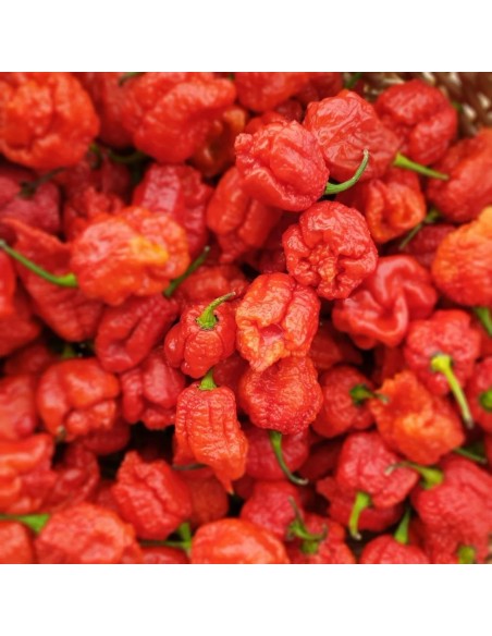 100 Red Carolina reaper chile seeds (Capsicum chinense) Fresh and ready to germinate. 100% Organic